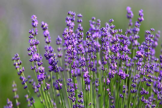 Allergi